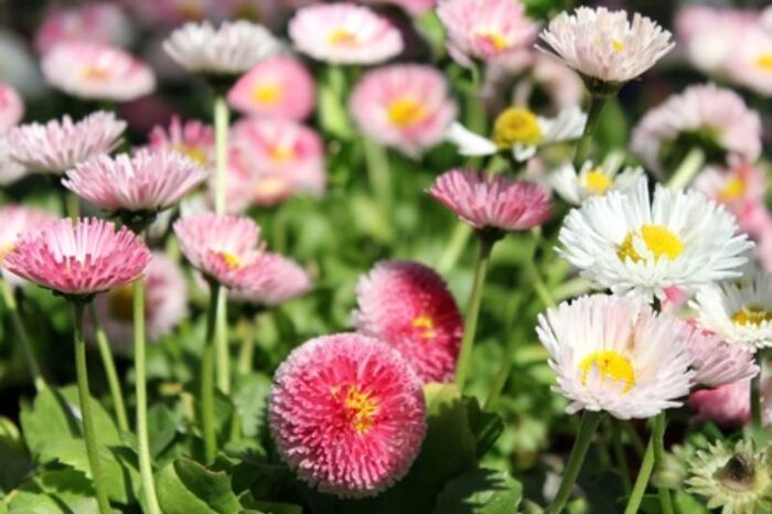 bellis perennis