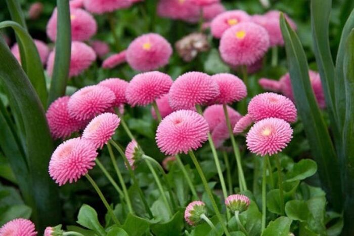 bellis perennis