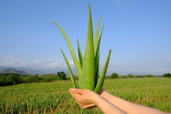 cách bảo quản nha đam