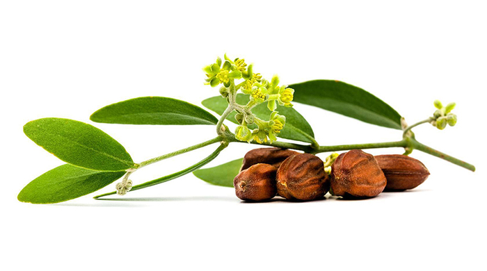 cách bảo quản tinh dầu jojoba