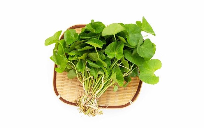 centella asiatica extract là gì