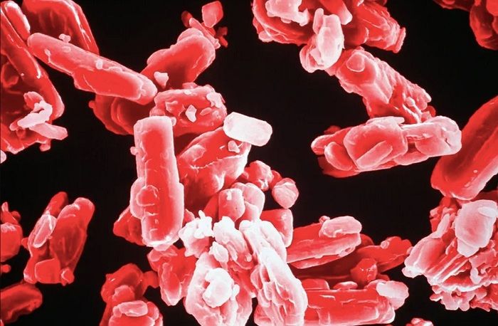 cholesterol và triglyceride