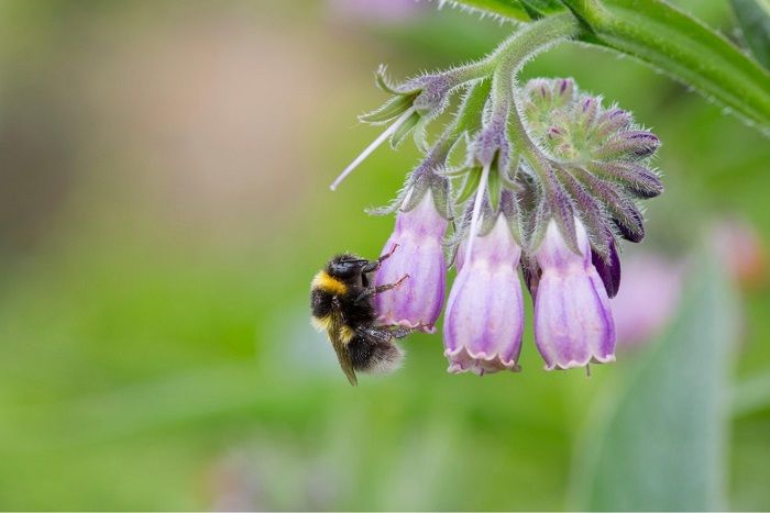 Comfrey: Công dụng, liều dùng phù hợp và tác dụng phụ