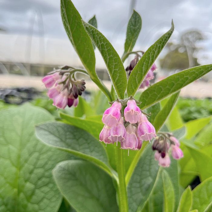 comfrey