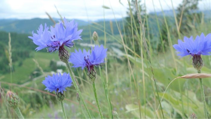 cornflower