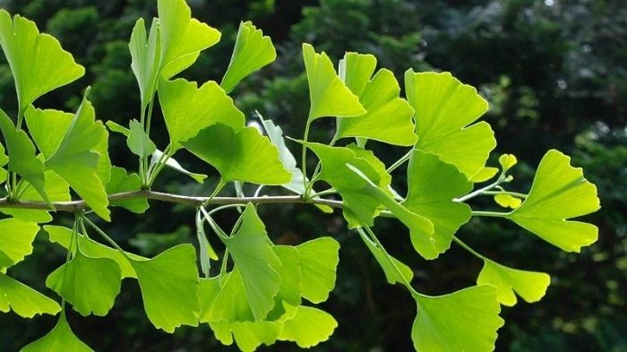 ginkgo biloba bao nhiêu tuổi uống được