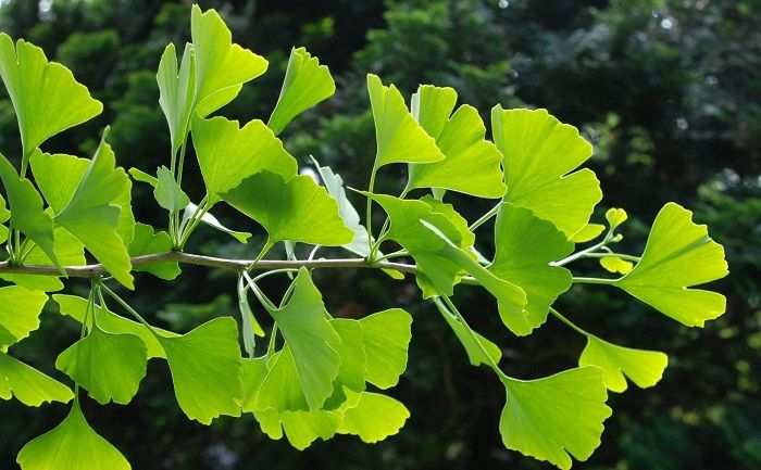 Ginkgo Biloba uống trước hay sau ăn