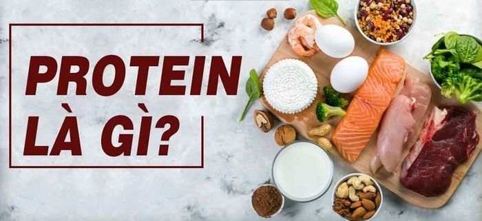 lượng protein cần trong 1 ngày