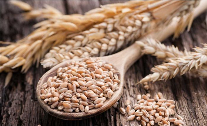 Mầm lúa mì - Nguồn cung cấp dinh dưỡng thiết yếu cho sức khỏe