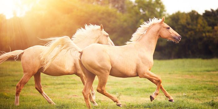 Tác dụng của mỡ Ngựa trong chăm sóc và điều trị bệnh da