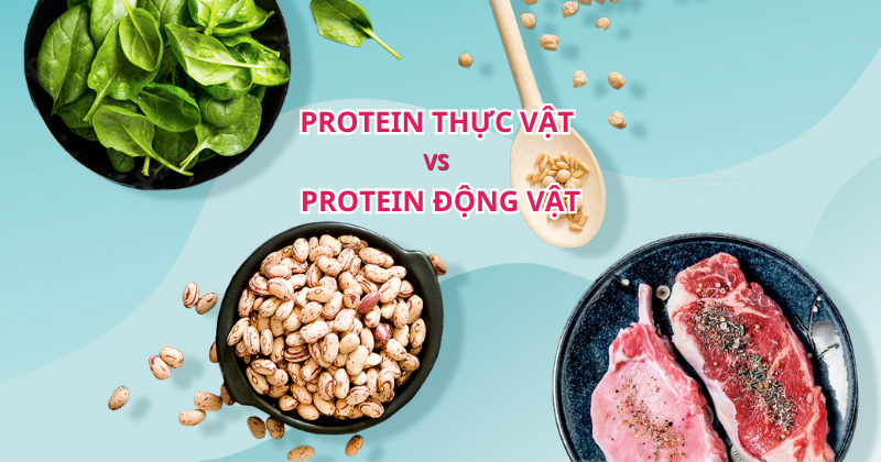 So sánh Protein thực vật và Protein động vật. Chọn Loại Nào?