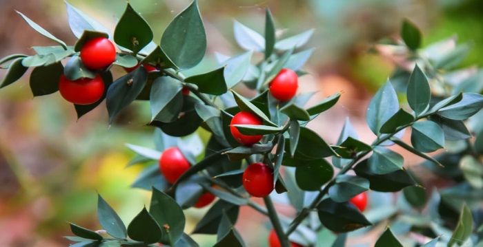 ruscus aculeatus