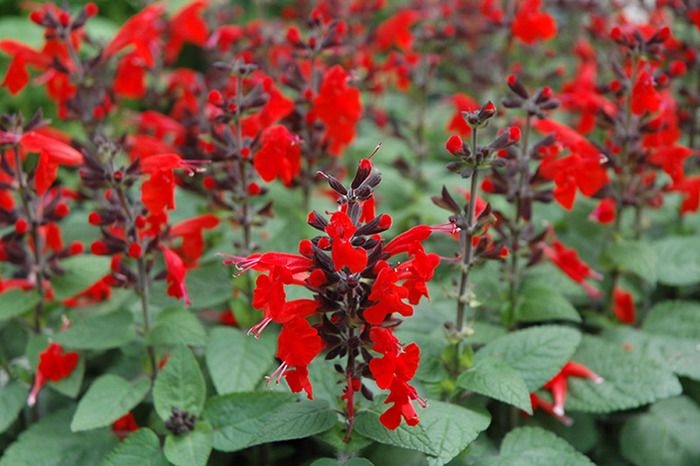 salvia