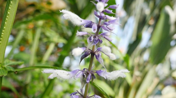 salvia