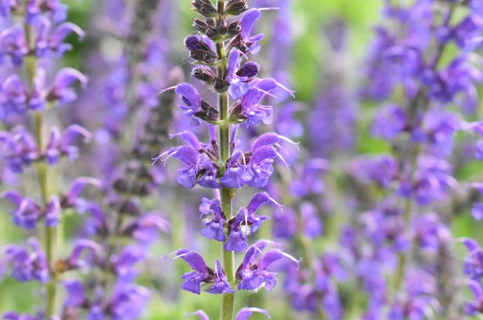 salvia