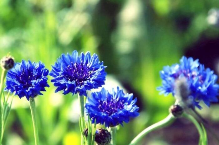 Tìm hiểu thông tin về hoa thanh cúc (cornflower)