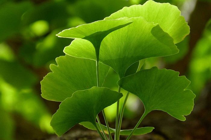 Uống Ginkgo Biloba trong bao lâu